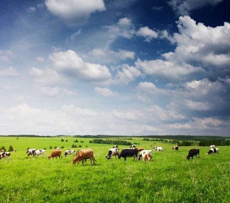 Cows Grazing On A Green Lush Meadow JOSERA Rinder auf der Weide stehend