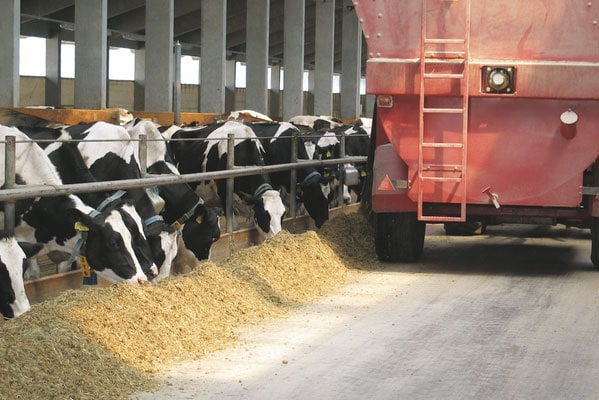 JOSERA Rinder im Futterständer