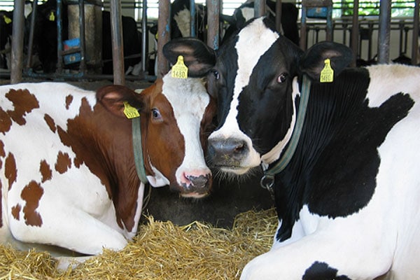 JOSERA Rinder im Stall auf STroh liegend