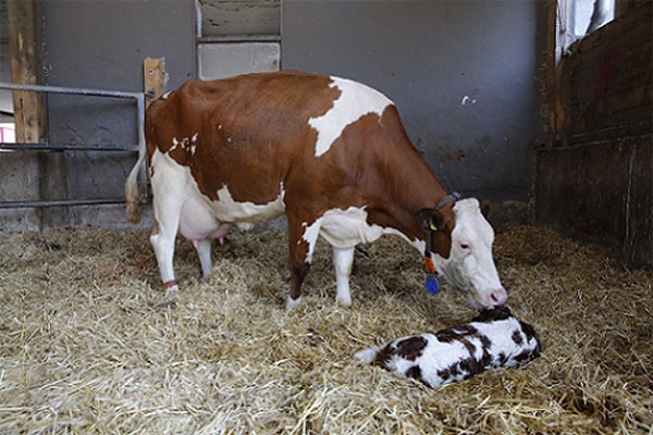 JOSERA Rind im Stall mit neugeborenem Kalb