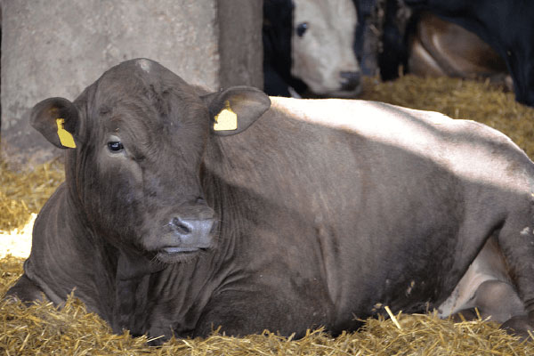 JOSERA Rind im Stall liegend