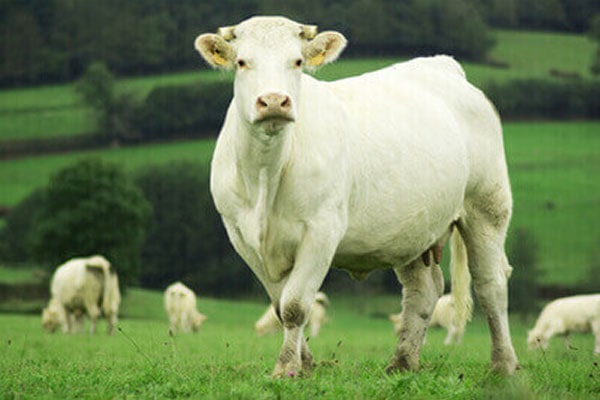 JOSERA Charolais Rind