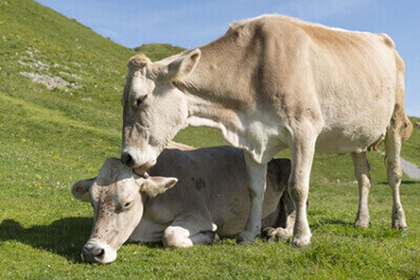 JOSERA Deutsches Braunvieh Rind