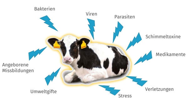 JOSERA Grafik zeigt Umwelteinflüsse auf ein Kalb, die sich auf die Entwicklung auswirken