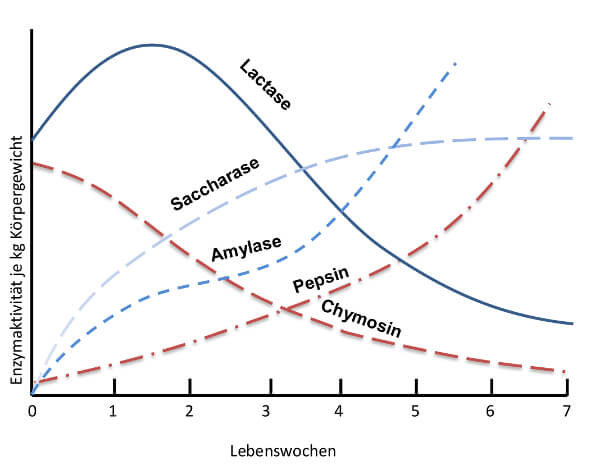 JOSERA Grafik zeigt die Entwicklung der Enzymaktivität im Verdauungstrakt des Kalbes mit zunehmendem Alter