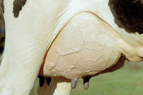 Der Milchpreis sinkt - ein Grund mehr an die Tiergesundheit zu denken