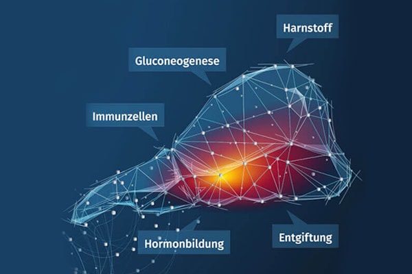 JOSERA Grafik zeigt Funktionen der Leber