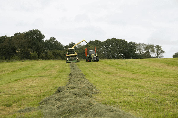 Eiweißqualität im Grassilo