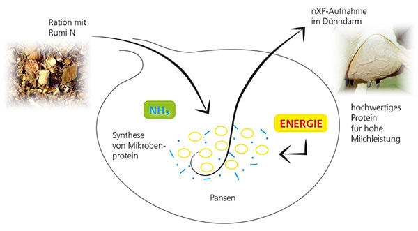 JOSERA Grafik zeigt Wirkung von RumiN auf den Pansen