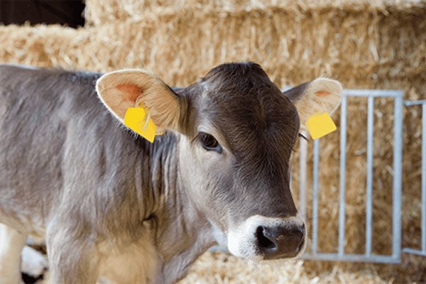 JOSERA Kalb im Stall stehend