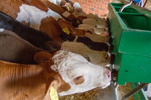 Sperrmilch an Kälber füttern?