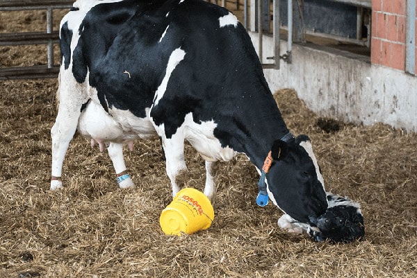 JOSERA Rind mit neugeborenem Kalb