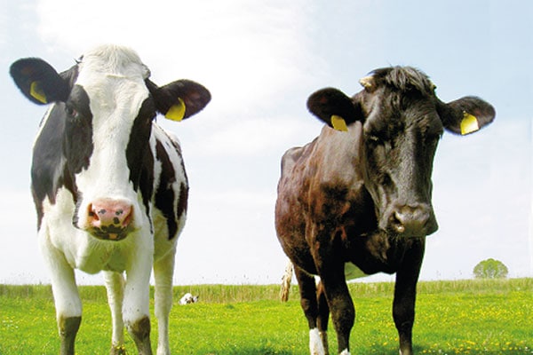 Bedarfsgerechte Versorgung mit Vitamin A