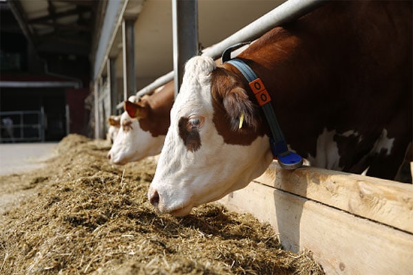 JOSERA Rind im Fressständer fressend