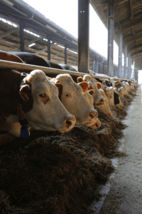 JOSERA Rinder im Fressständer stehend