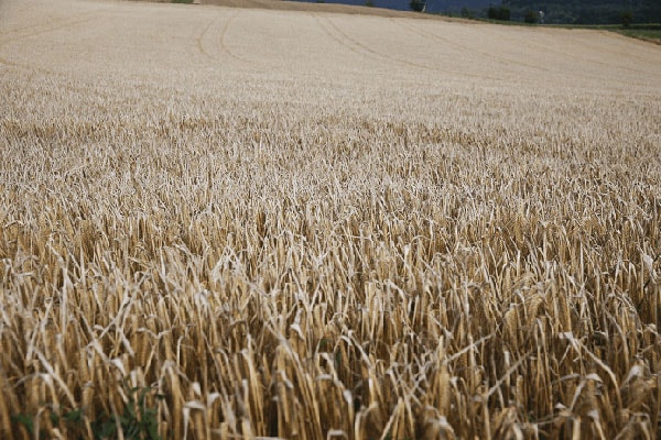 Getreide in der Milchviehfütterung - Möglichkeiten und Grenzen