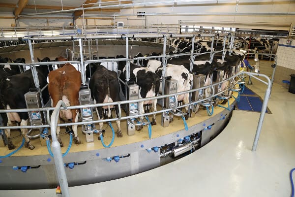 Melkkarussel Kuehe Holstein JOSERA Rinder im Melkkarussell