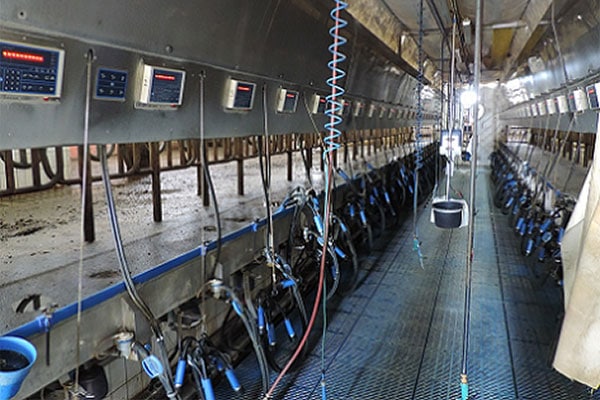 Rind KalbDSCN1828 Klein JOSERA Melkstand