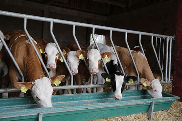 Sans TMR 14A4466. JOSERA Jungrinder im Stall stehend