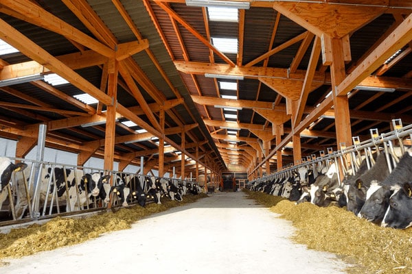 JOSERA Rinder im Stall, Blick von draußen