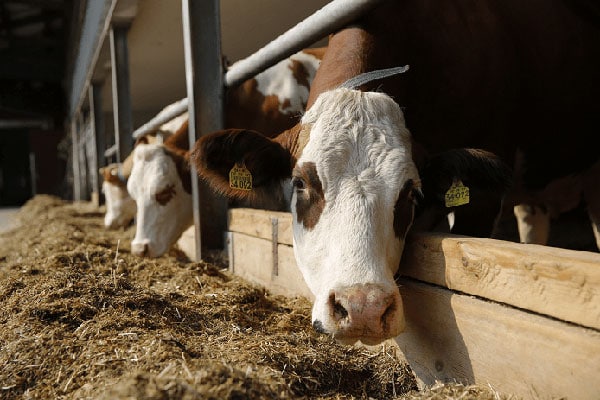 JOSERA Rinder im Futterstand