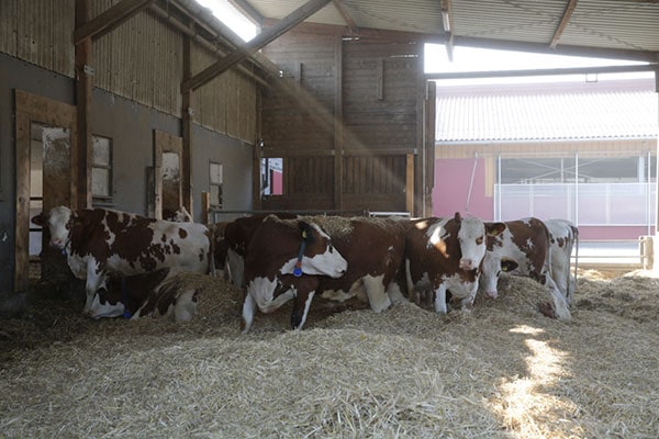 JOSERA Rinder im Stall auf Stroh stehend