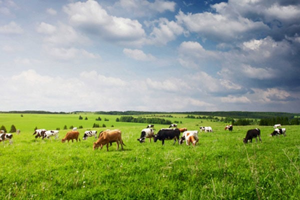 JOSERA Rinder auf der Weide stehend und fressend