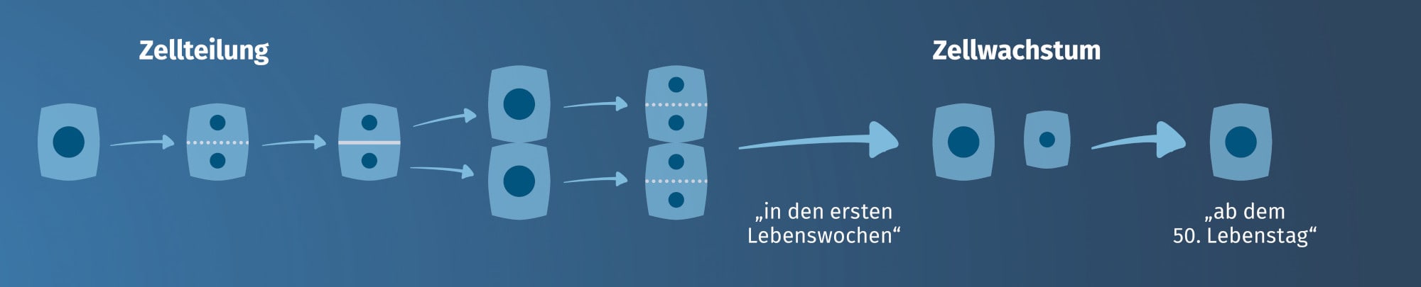 JOSERA Grafik zeigt Exkurs zur Zellteilung und Zellwachstum