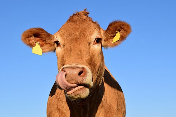 JOSERA Rind auf der Weide, blauer Himmel