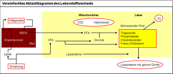 JOSERA Grafik zeigt ein vereinfachtes Ablaufdiagramm des Leberstoffwechsels