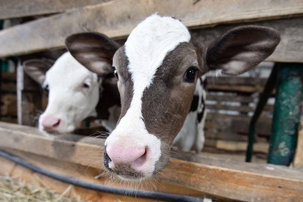 Alles Milch oder was? Das braucht ein junges Kalb