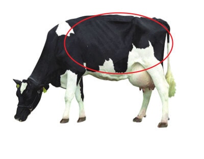 Stabiler Stoffwechsel JOSERA Rind Fokus auf Stoffwechsel