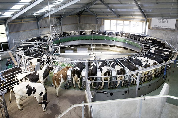 Titelbild Toxine Eutergesundheit 4 JOSERA Kühe im Melkkarussell