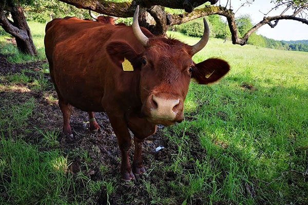 JOSERA rotes Höhenvieh auf der Weide