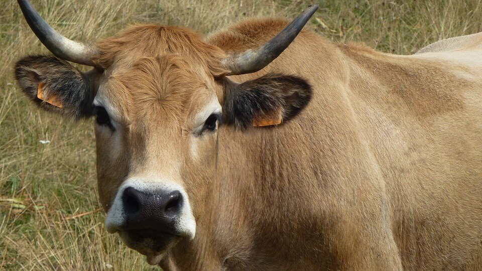 JOSERA Aubrac Rind auf der Weide stehend