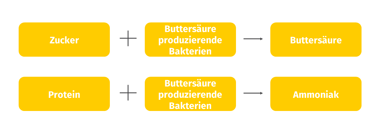 Buttersäure Weiß Josera, Gründe für die Bildung von Buttersäure