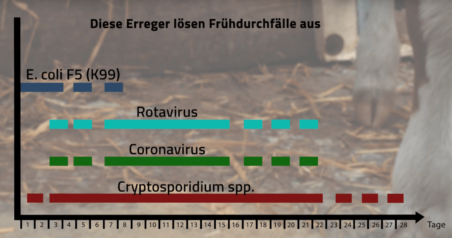 Ein Graph zeigt in verschiedenenfarbigen Balken, welche Erreger Frühdurchfälle auslösen