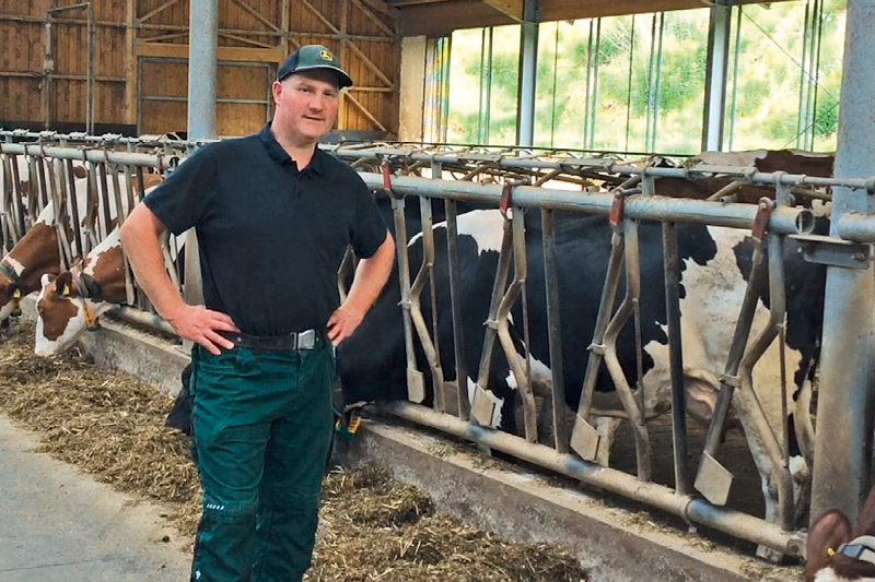 Landwirt im Stall, während seine Kühe am Futtertisch die Silage fressen