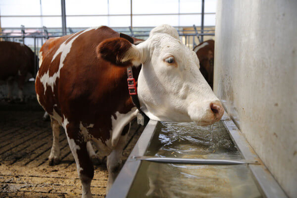 Kum beim Trinken am Wassertrog bei Hitzestress