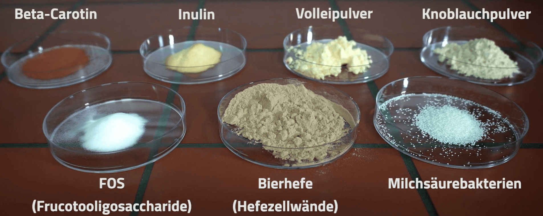 In einzelnen Glasschalen werden die Inhaltsstoffe von JOSERA GastroVit gezeigt.