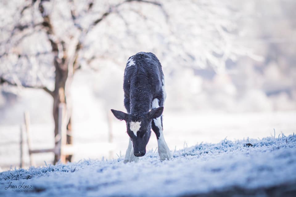 JOSERA-Kalb WInterkoppel