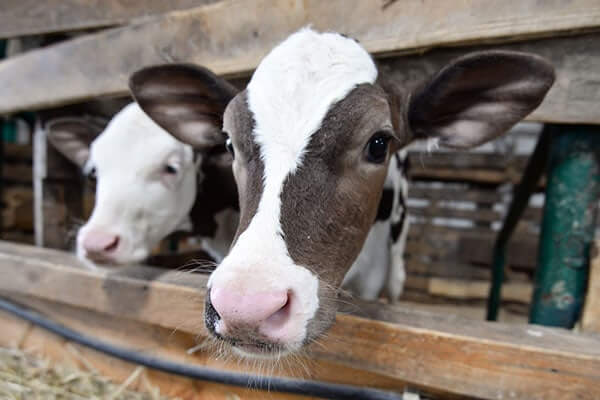 2 Kälber stehen in einem Stall nebeneinander und schauen neugierig