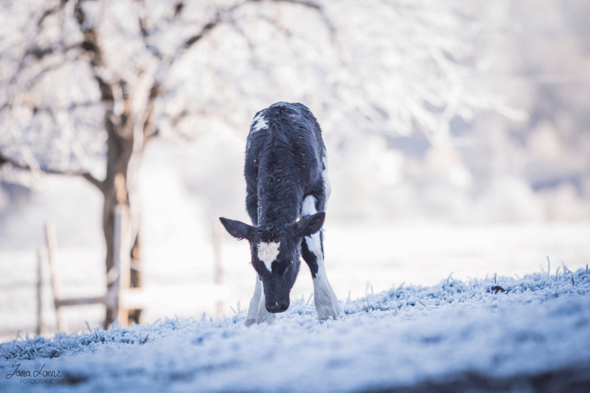 Kälberfütterung im Winter