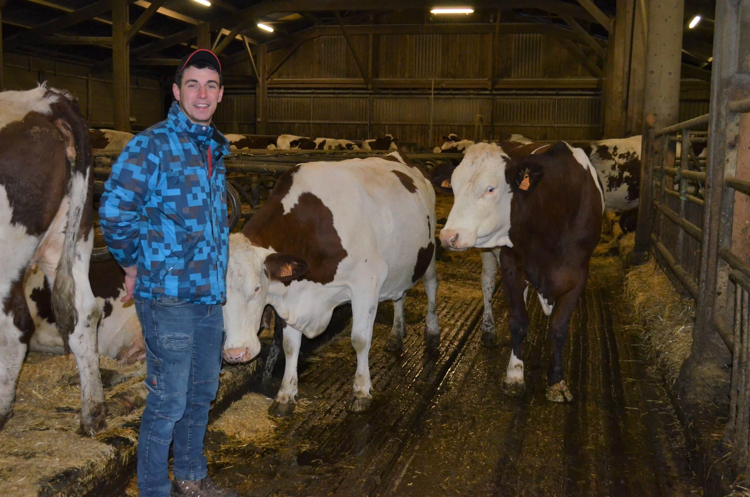 JOSERA DairyPilot - für eine sichere Futteraufnahme und eine bessere Stimmung im Stall