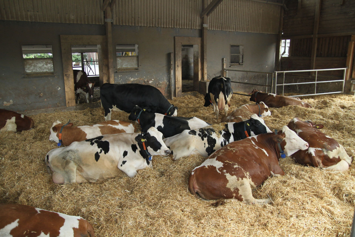 Trockensteher-Gruppe im Stall, JOSERA