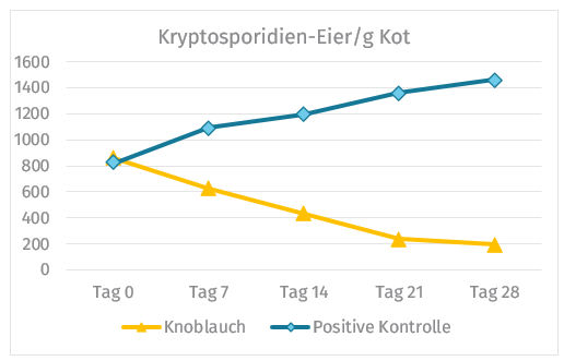 Abbildung: Vermehrung von Kryptosporidien