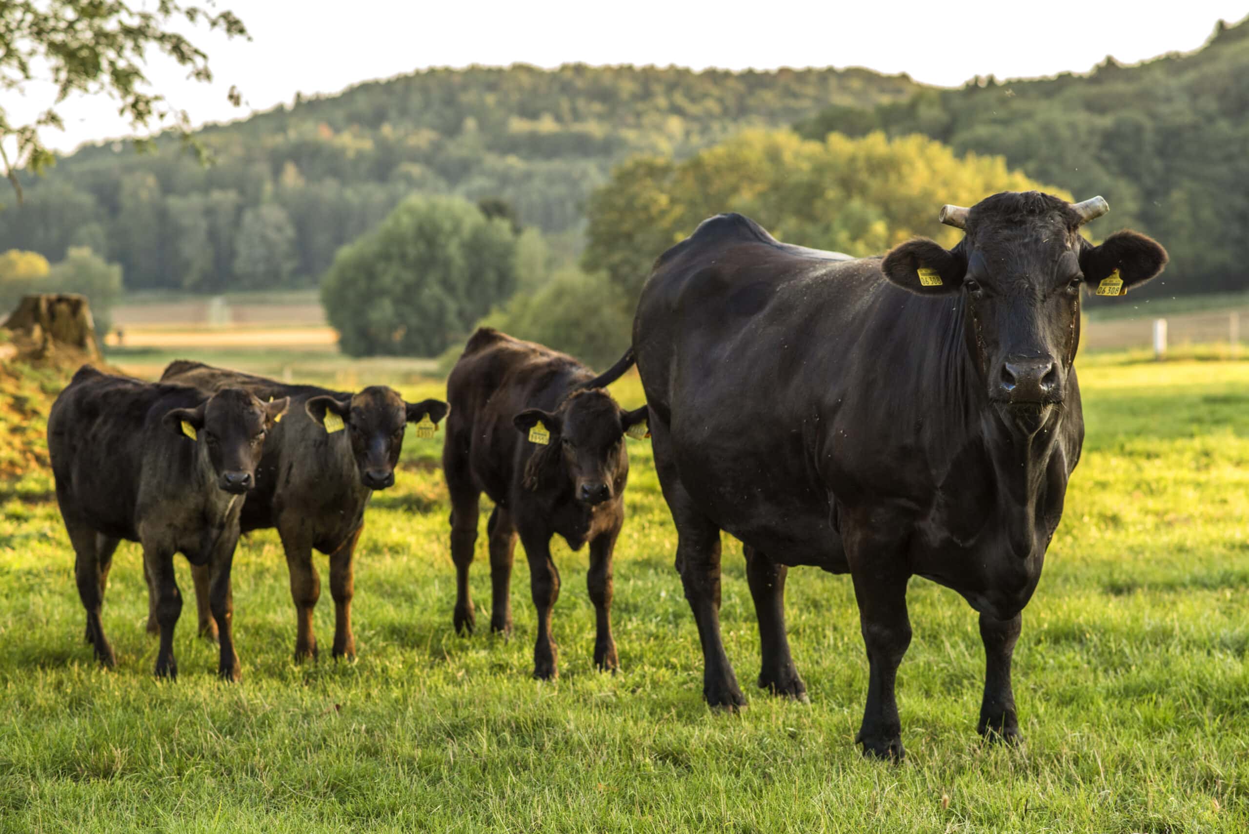 JOSERA Wagyu Rinder aus der Weide