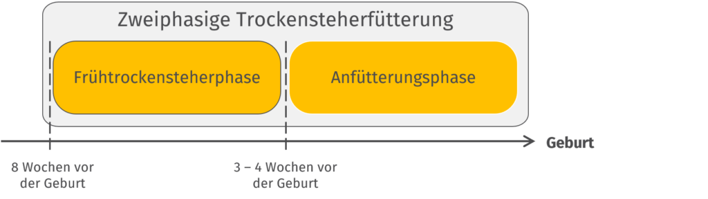 Grafik zur zweiphasigen Trockensteherfütterung | Josera